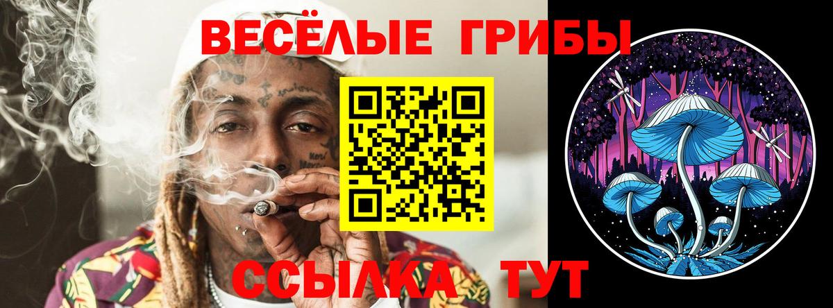 где можно купить   Тверь  Галлюциногенные грибы Magic Shrooms 